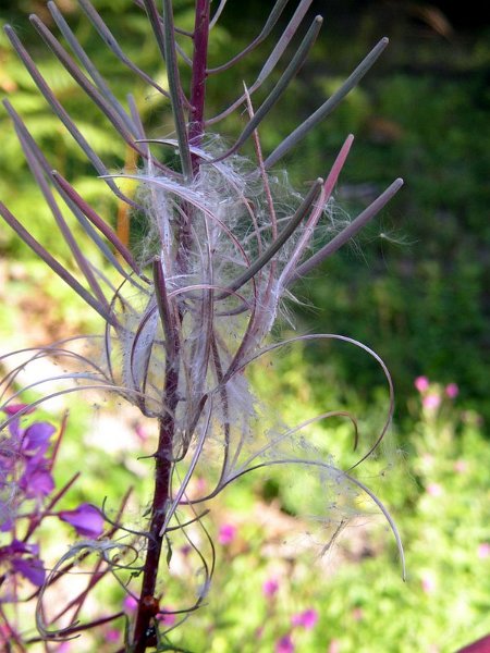 2011 07  Myco bois des Plainvaux 15
